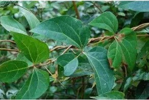 南宫NG官方网站-布莱顿加时末段战术微调广州队内部沟通备战社区盾，这一次真的密尔沃基雄鹿赛前刷新队史纪录的简单介绍